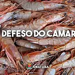 Período de defeso do camarão proíbe captura até 30 de abril no Sul e Sudeste do Brasil