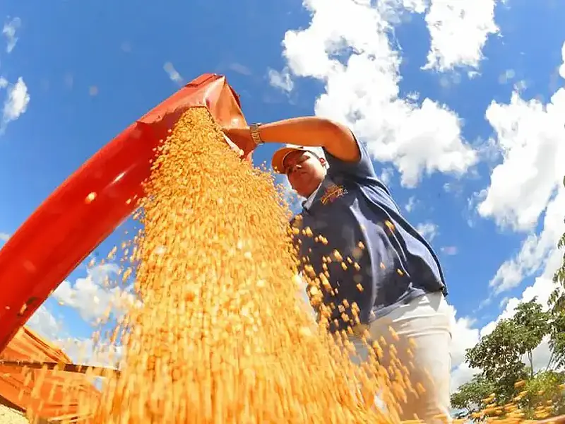 Conab projeta safra recorde de grãos no Brasil com 353,4 milhões de toneladas na temporada 2025/26 e crescimento na soja