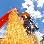 Conab projeta safra recorde de grãos no Brasil com 353,4 milhões de toneladas na temporada 2025/26 e crescimento na soja