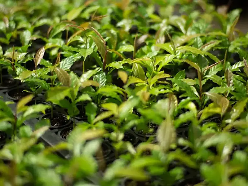 Mata Atlântica avança de bioma devastado a referência mundial em restauração florestal planejada